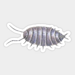 Porcellionides pruinosus "powder blue" Isopod Sticker